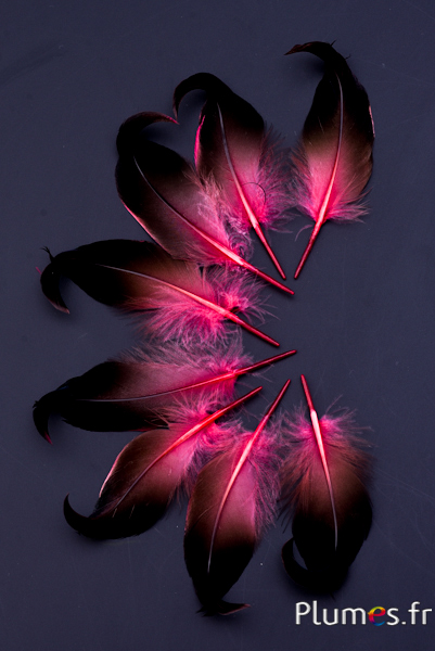 Canard boucles - 6-9 cm - fuchsia